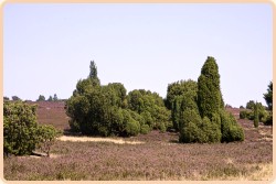 Lüneburger Heide